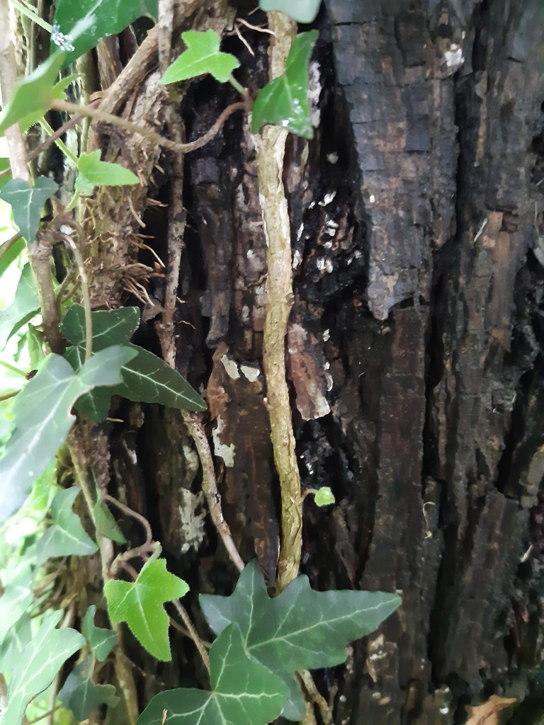Dendrothele griseocana