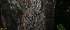 Pinus densiflora