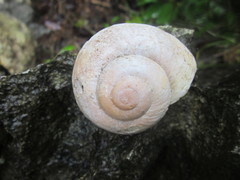 Ryssota otaheitana ovum
