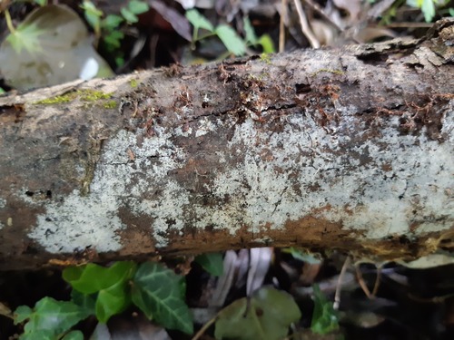 Subulicystidium longisporum observed 2025-04-25