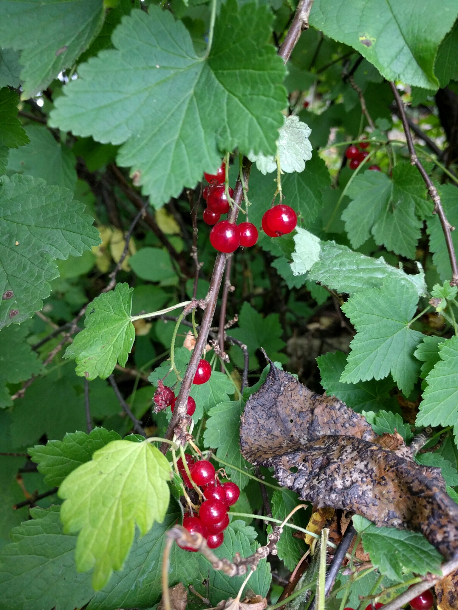 White Currant