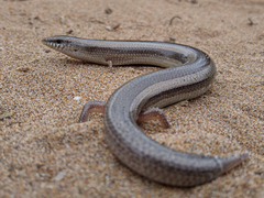 Morocco Cylindrical Skink photo 1