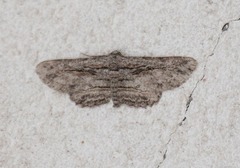 Iridopsis obliquaria