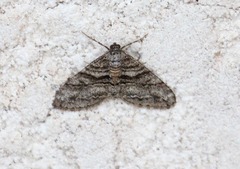 Prionomelia spododea