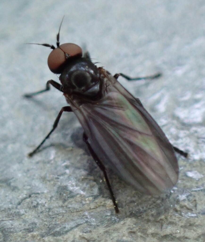 Opetia nigra