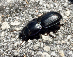 Pasimachus sublaevis