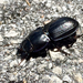 Moderately Smooth Warrior Beetle - Photo (c) Gray Catanzaro, some rights reserved (CC BY-NC), uploaded by Gray Catanzaro