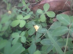 Dalbergieae