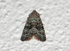 Paramiana smaragdina