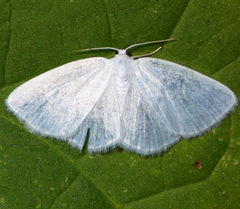Cabera variolaria