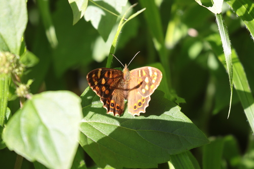 Canary Speckled Wood photo 2