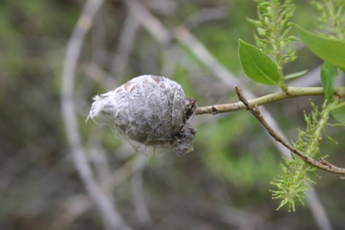 Unknown species found near Canyon County, ID, USA