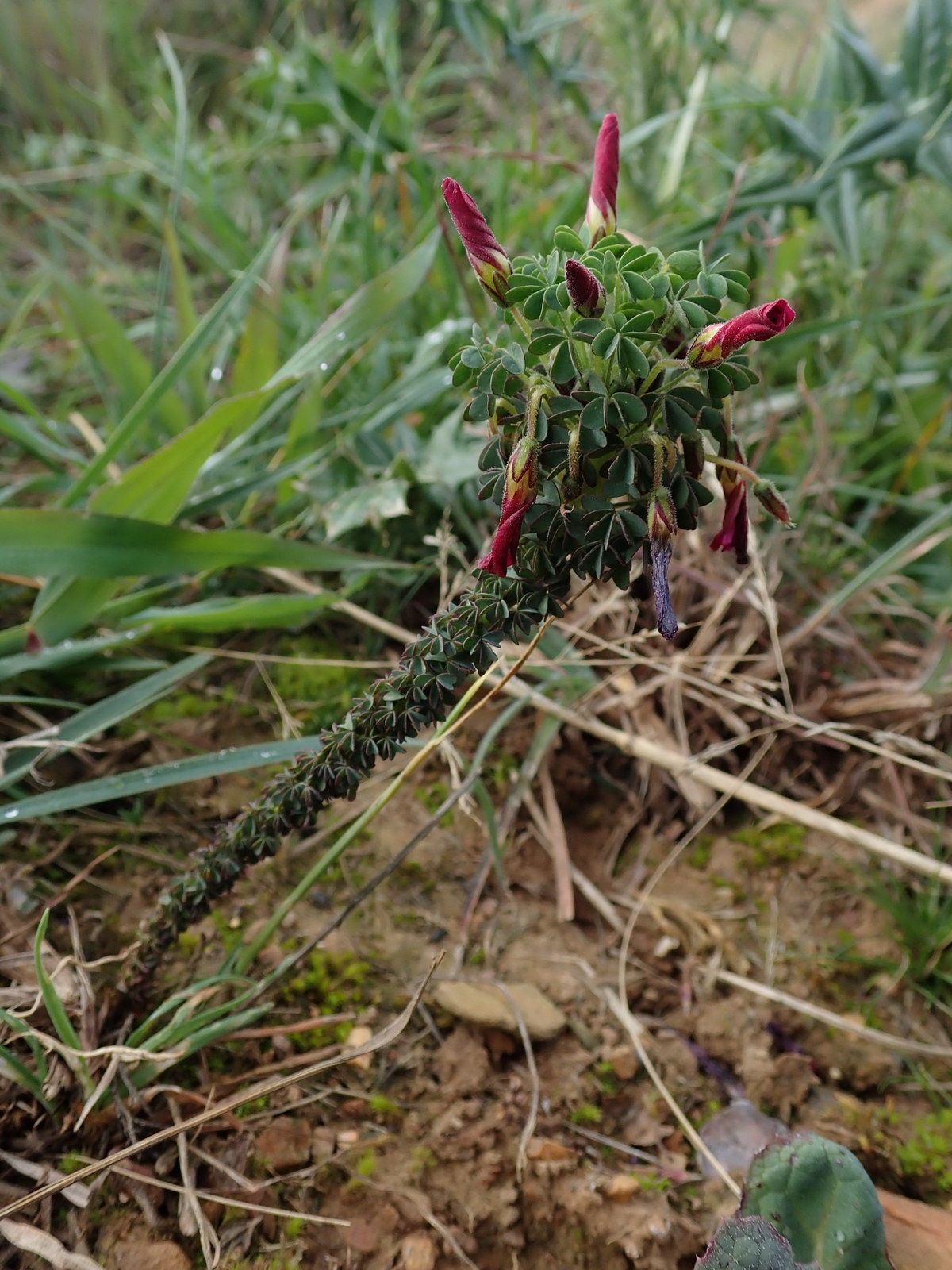 Oxalis heterophylla DC.