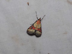 Metallarcha calliaspis