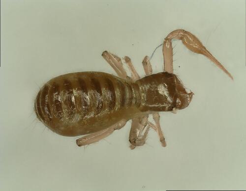 Chthonius orthodactylus