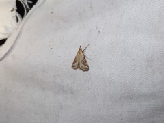 Metallarcha calliaspis