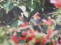 Granatina ianthinogaster