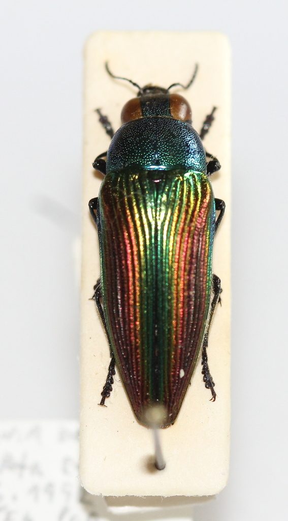Eurythyrea oxiana