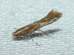 Cremastobombycia solidaginis