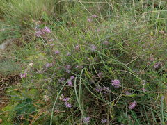 Agathosma ciliaris