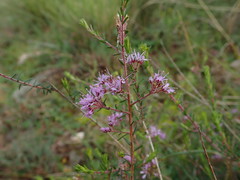 Agathosma ciliaris