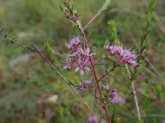 Agathosma ciliaris