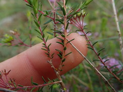 Agathosma ciliaris