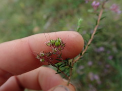 Agathosma ciliaris