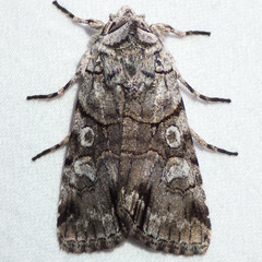 Sympistis chionanthi