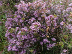 Agathosma ciliaris