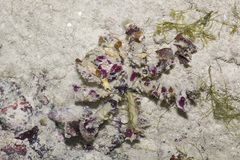 Camposcia retusa