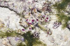 Camposcia retusa