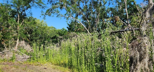 Image of Cirsium nuttallii by (c) Jeanene Arrington-Fisher, some rights reserved (CC BY)