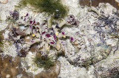 Camposcia retusa