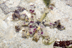 Camposcia retusa