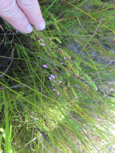 Image of Erica intervallaris by (c) linkie, some rights reserved (CC BY)