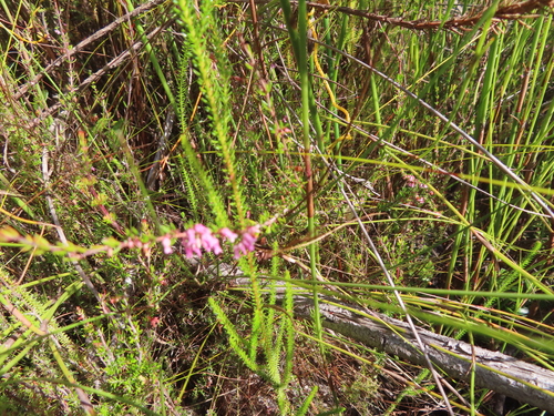 Image of Erica intervallaris by (c) linkie, some rights reserved (CC BY)