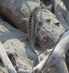 Microlophus occipitalis