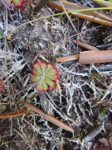 Image of Drosera aliciae by (c) linkie, some rights reserved (CC BY)