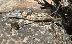 Podarcis guadarramae guadarramae
