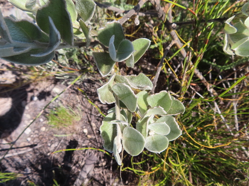Felt Capesweetpea (Podalyria hirsuta)