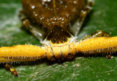Phrynarachne ceylonica