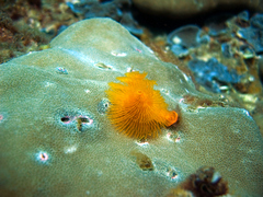 Spirobranchus corniculatus