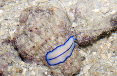 Pseudoceros concinnus