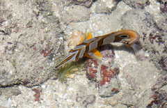 Chelmon rostratus
