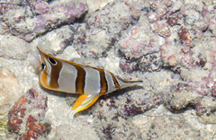 Chelmon rostratus