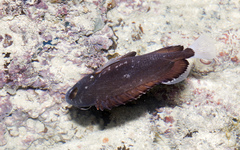 Plectorhinchus gibbosus