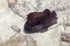 Plectorhinchus gibbosus