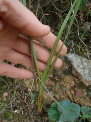 Watsonia aletroides