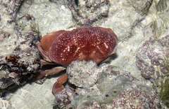 Atergatis integerrimus